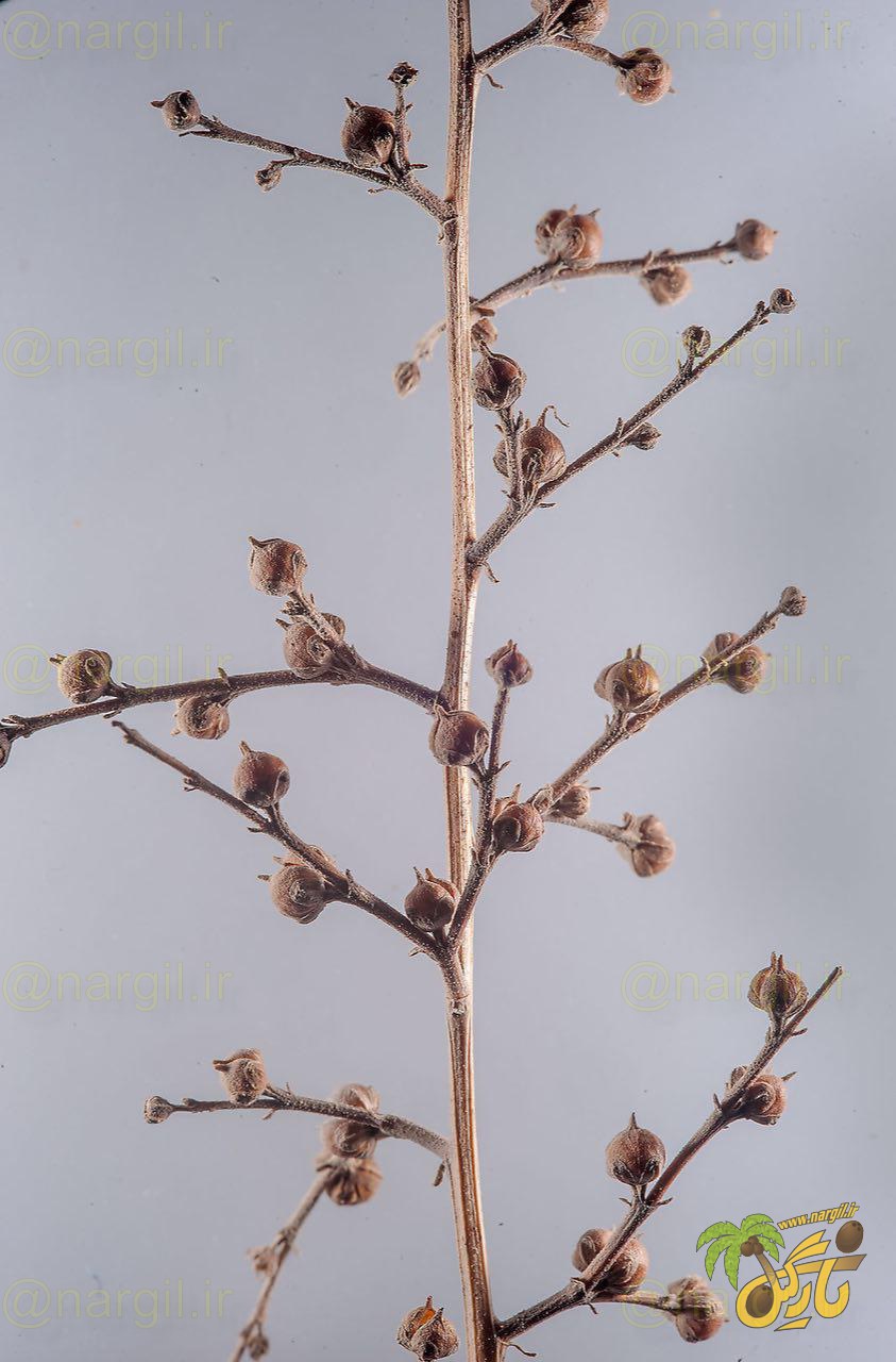 گل میمونی بیابانی